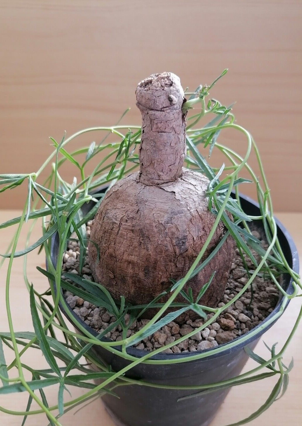 Ipomoea Cairica 5 Seeds