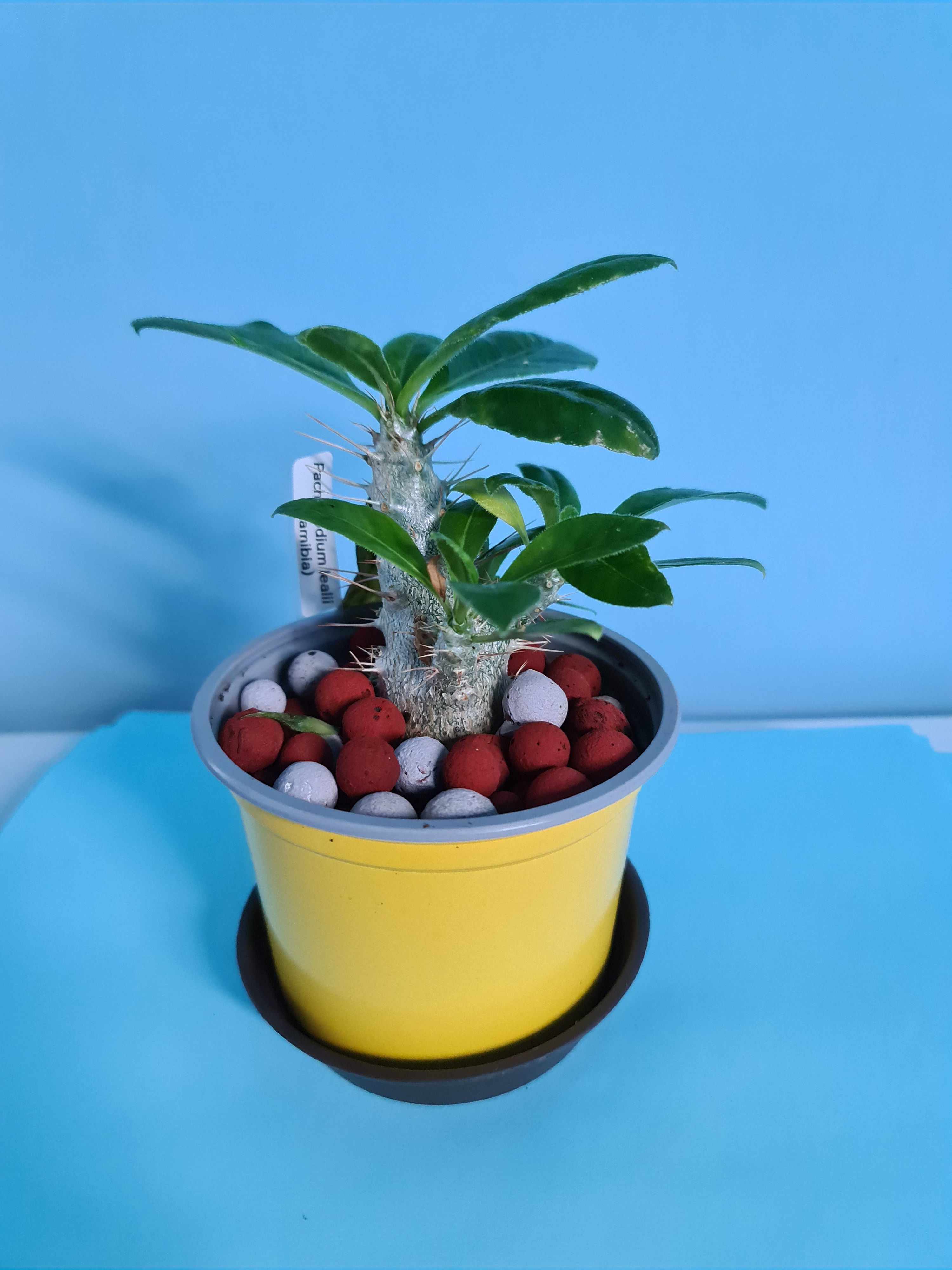 Pachypodium Lealii 6 Seeds