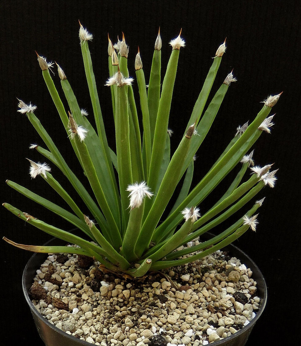 Thumbnail: Agave albopilosa 10 Seeds