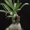 Thumbnail: Pachypodium gracilius 6 Seeds