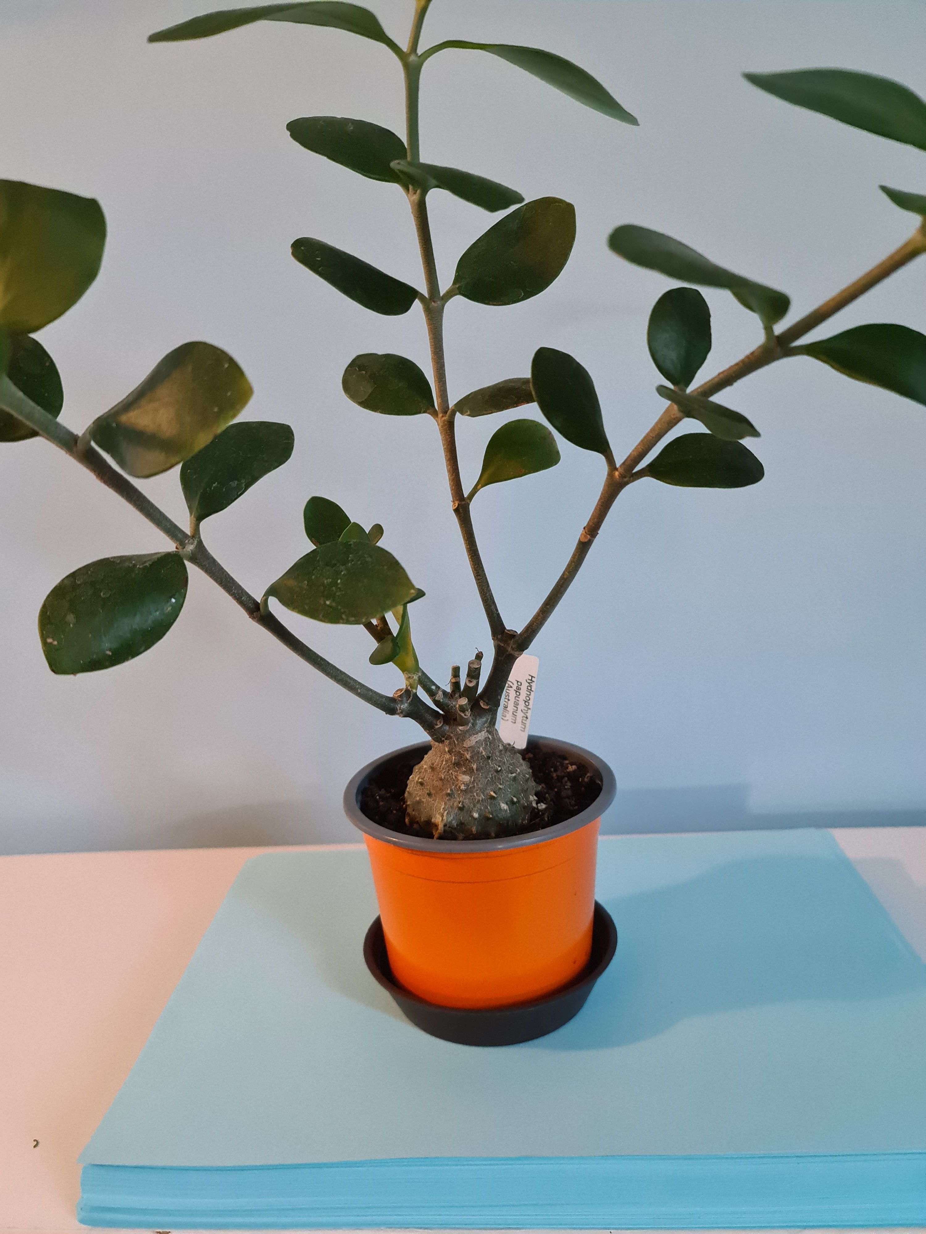 Hydnophytum Papuanum 5 Seeds