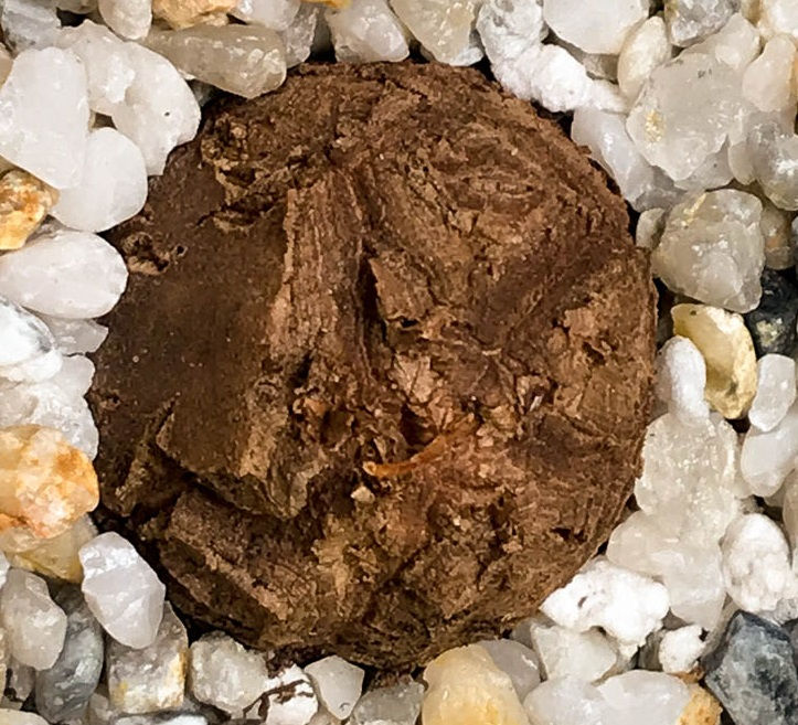 Thumbnail: Dioscorea Elephantipes 3 Seeds
