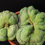 Thumbnail: Echinopsis hybr cristata 10 Seeds