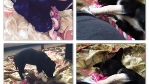 Writing Through Grief: How Losing Mia Changed My Stories