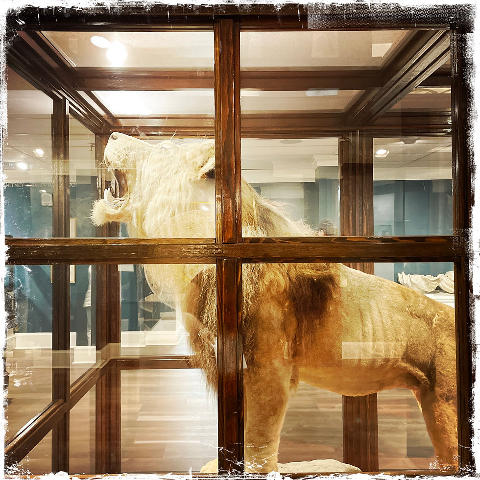 Taxidermy lion roaring in a glass case, set in a museum with wooden floors and blue walls, creating an imposing display.