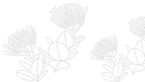 WF Lehua Sketch Clear Background.webp