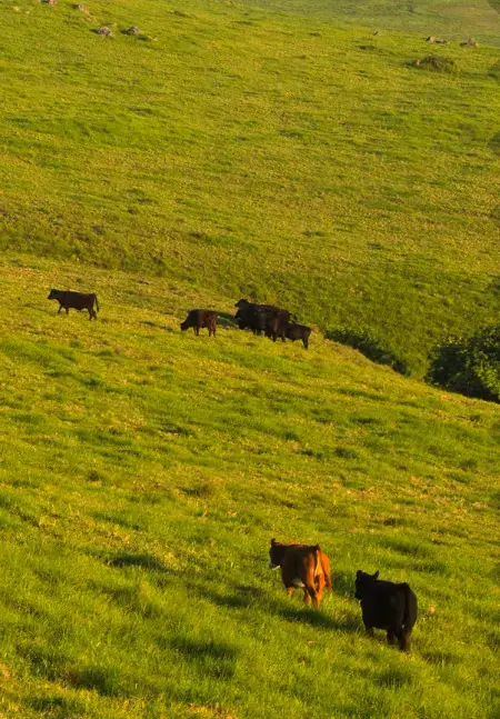 Cattle.webp