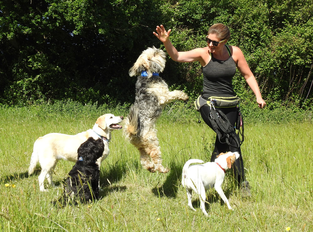 My favorite places to walk dogs in Taunton, Somerset.