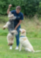 Group dog walks in Taunton