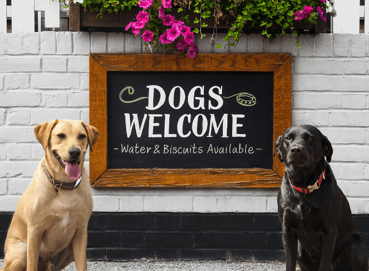 Dog Friendly Pubs & Restaurants in Taunton, Somerset.