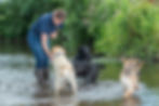 Dog walker in Taunton Somerset, playing with 4 dags in a river.