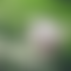 Gol para el Colegio San Ignacio