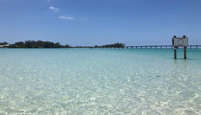 Siesta Key Manatee & Dolphin Tours