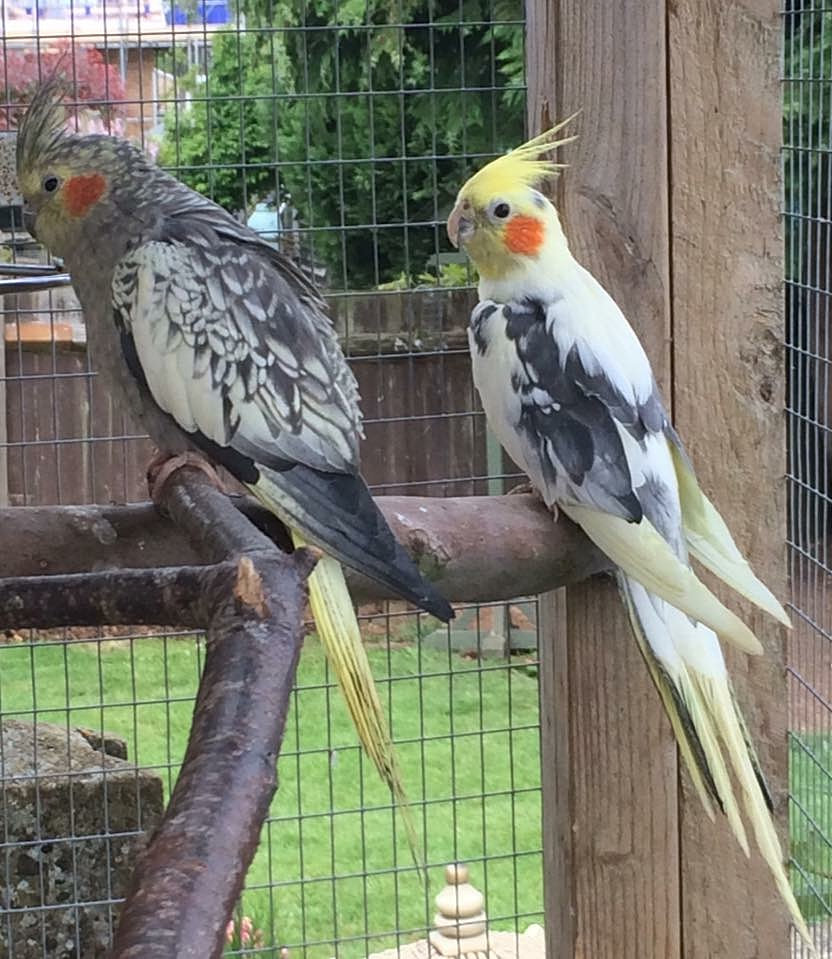 Cockatiels parrots  parakeets  hand reared birds  maidstone kent