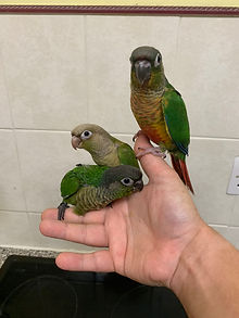 Baby Green Cheek Conures
