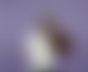 Can you dye grey hair blonde?