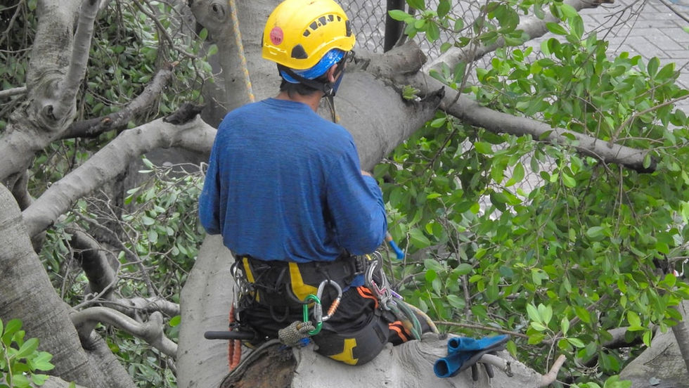Understanding the Importance of Professional Tree Solutions
