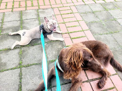 Hündin Coco & Hund Atreju