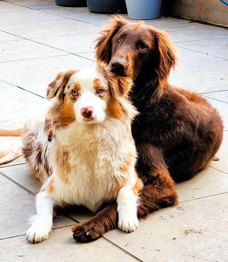 zwei Hunde die sich gut verstehen