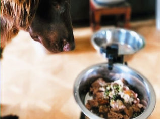 Hund betrachtet sein Futternapf