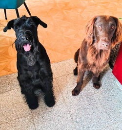 Hündin Gigi & Hund Atreju