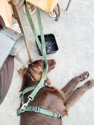 Tagesroutine beim Füttern sollte eingehalten werden. Wenn du isst, vergiss deinen Hund nicht!