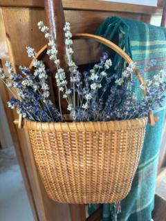 Freshly harvested lavender ready for processing at Cherry Hill Lavender Farm