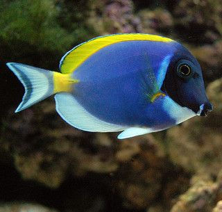Powder Blue Tang