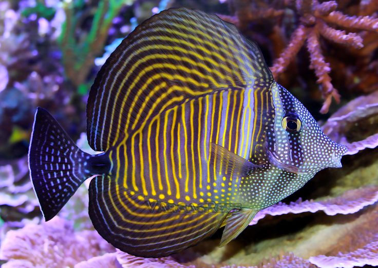 Sailfin Tang