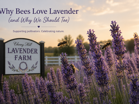 Why Bees Love Lavender