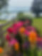 A flower bed with pink, red, purple and yellow flowers next to a fence in front of a lake.
