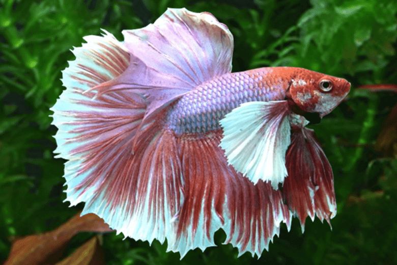 Dumb Ear Super Delta Male Betta Medium