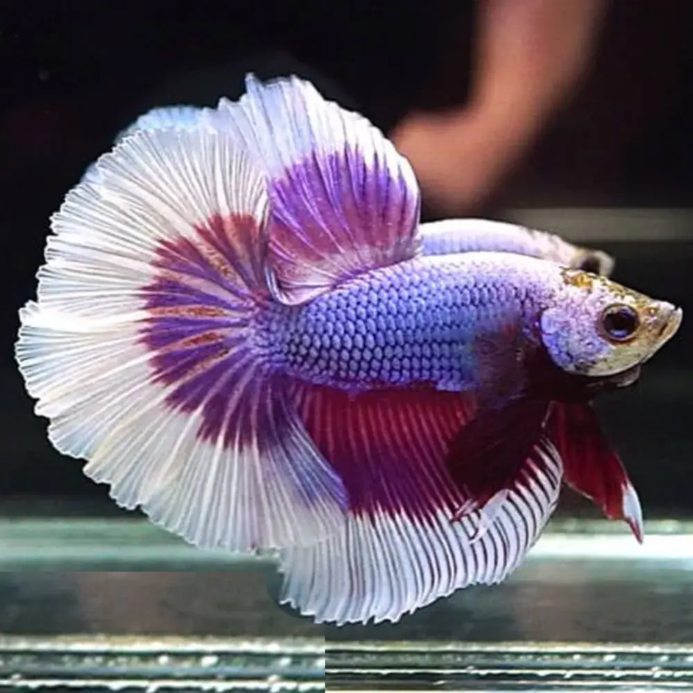 betta-lavender-purple-big-ear