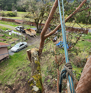 Hazard tree tangle Willow Creek CA.jpg