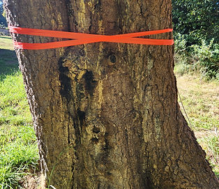 Hazard Tree Removal Humboldt County