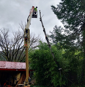 Lift Tree Removal Humboldt Co CA