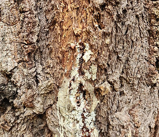Free Hazard Tree Assesment