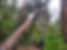 Storm Clean up Tree Service Emergency Tree Service