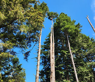 Hazard Tree Removal Humboldt County