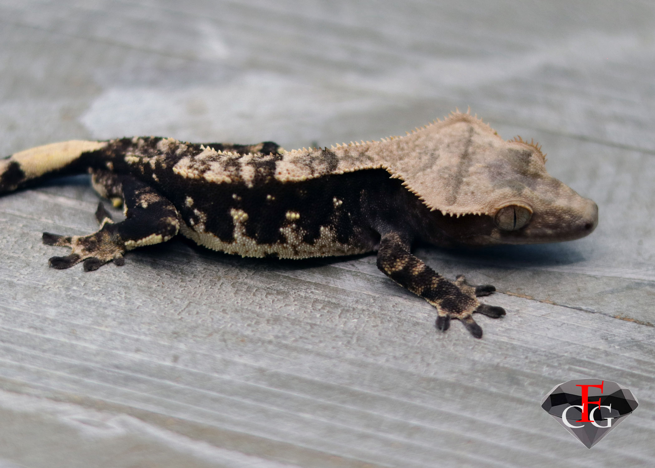 GRWT3029 PROB MALE