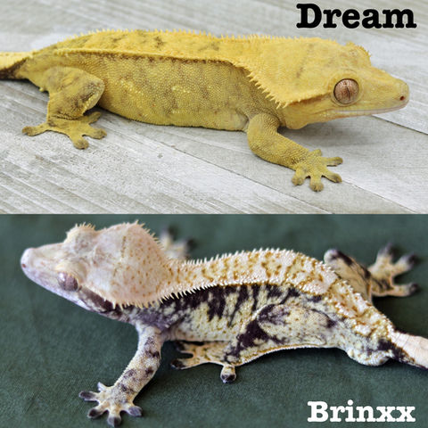 Brinxx x Dream