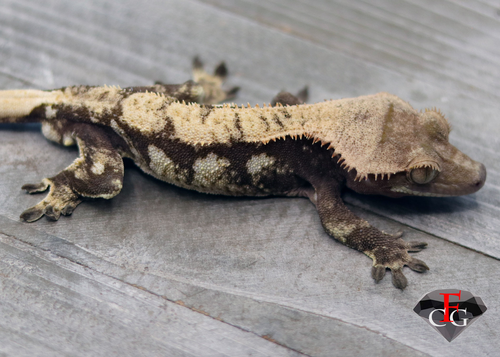 GRWT2019 MALE