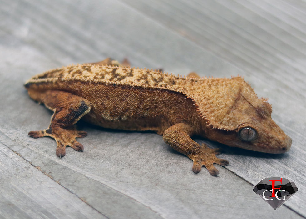 Thumbnail: GRWT2630 FEMALE 50% HET AXA