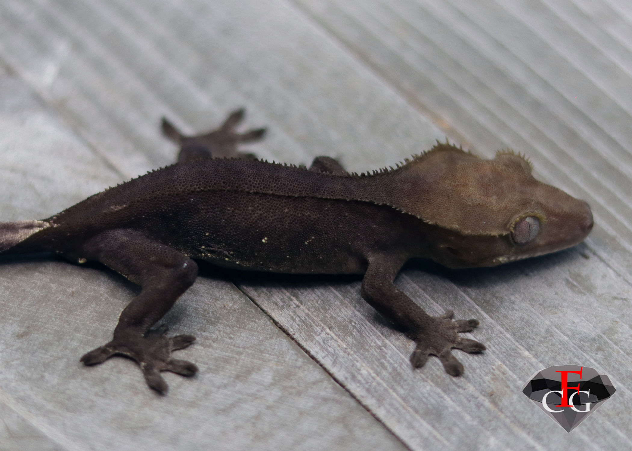 GRWT2819 AXANTHIC