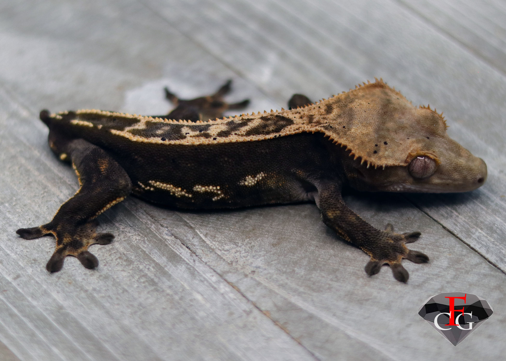 GRWT3032 MALE