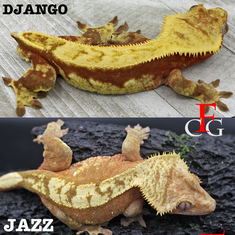 Django x Jazz