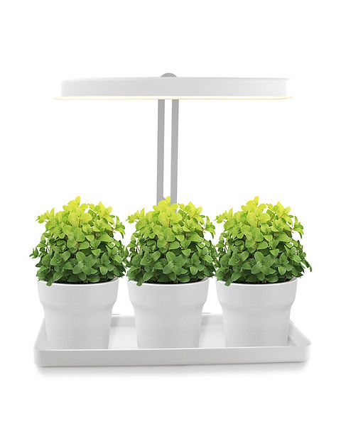 Mini Garten fr Zimmerpflanzen | kajagu