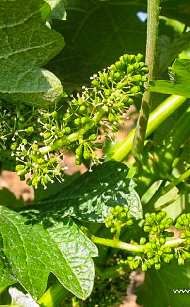 n1620406454_36569_1319-2.jpg