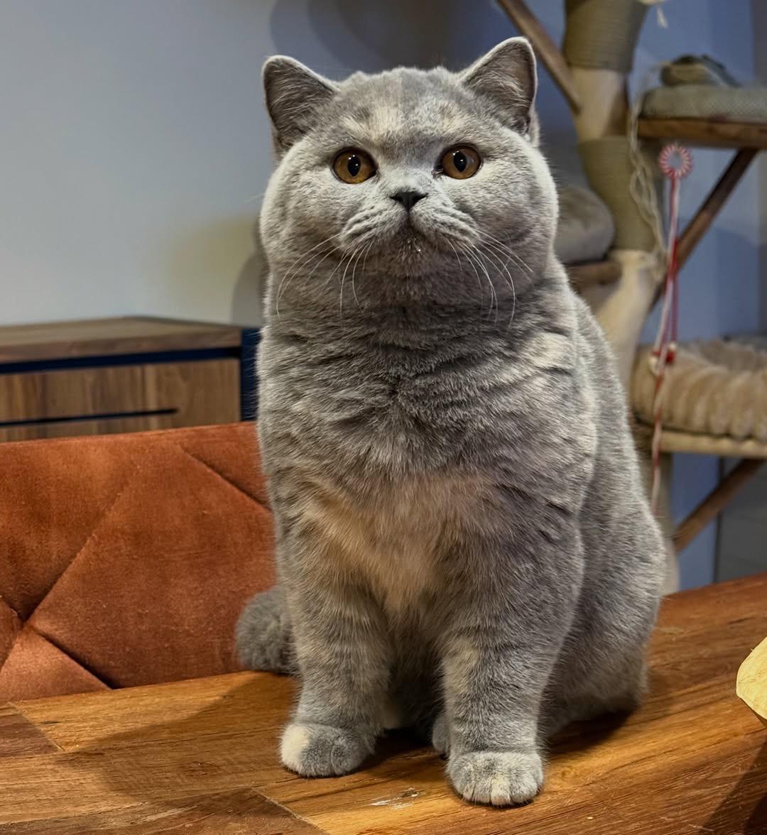 Latté's Wish Wannabe