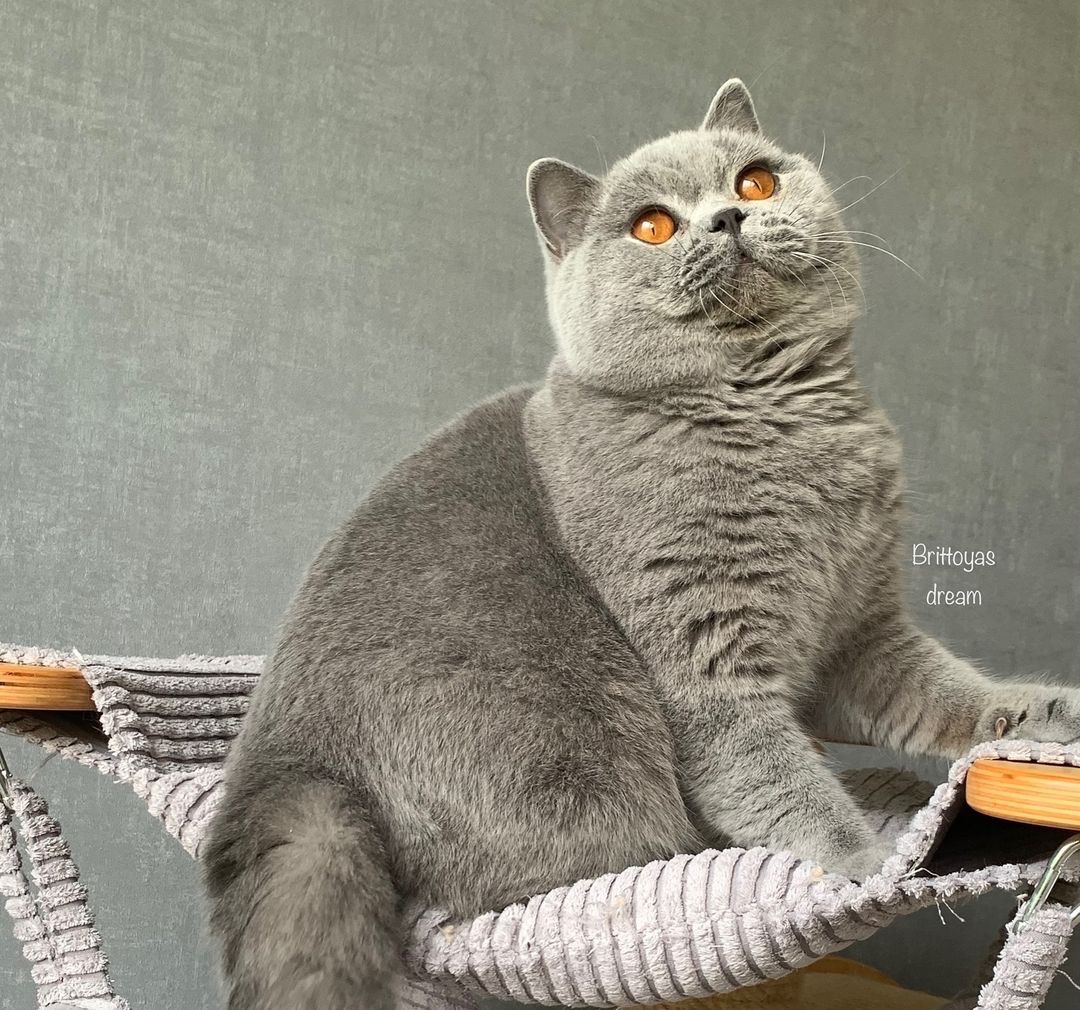 Sideris *PL Ingo foto 2